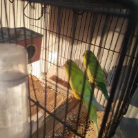 مرغ عشق جفت سلامت|پرنده|اسلام‌شهر, شهرک امام حسین (میان آباد)|دیوار