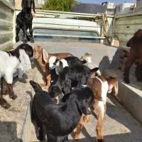 بزغاله های کوچک|حیوانات مزرعه|کوهدشت, |دیوار