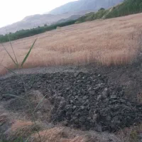 زمین کشاورزی|فروش دفتر صنعتی، کشاورزی، تجاری|سورنا, |دیوار