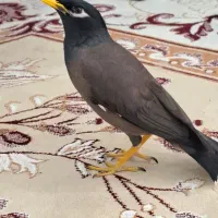 مرغ مینا فروشی و معاوضه