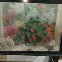 اکواریوم سالم