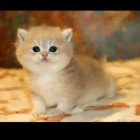 گربه های عروسک بخون پشیمون نمیشی