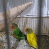 سه عددکوتوله ویک عروس|پرنده|تربت جام, میان جام|دیوار