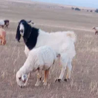 نر بز افقانی