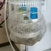 جفت طوطی برزیلی|پرنده|صدرا-فارس, فاز ۱|دیوار