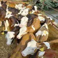 گوساله اصیل در انواع نژآد