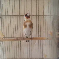 سهره نر|پرنده|همدان, |دیوار