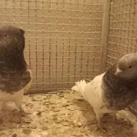 نر و ماده کله سبز به ضمانت|پرنده|تربت‌حیدریه, میدان مرکزی|دیوار