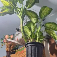 دیفن باخیا غول پیر