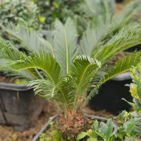 فروش انواع گل سیکاس یوکا یاس هلندی زیتون گلدان|عمدهفروشی|تهران, دهونک|دیوار