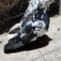 کفتر پرشی|پرنده|پاکدشت, پاکدشت (مامازند)|دیوار