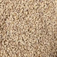 خرید و فروش گندم و جو و حبوبات