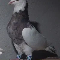 طوقی تمیر|پرنده|یاسوج, |دیوار