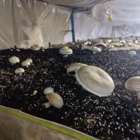 تخلیه کمپوست قارچ