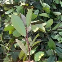 فتونیا بدون ریشه و باریشه پالم یاس پیتسپروم|گل و گیاه طبیعی|رودسر, |دیوار