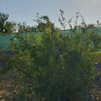 فروش باغچه در قلب شهرری(بهترین سرمایه گزاری سال)|فروش دفتر صنعتی، کشاورزی، تجاری|ری, علایین|دیوار