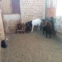 سه راس بز جوان زایده فروشی|حیوانات مزرعه|کاشمر, |دیوار