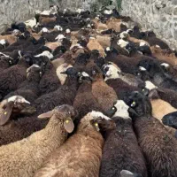 تک فروشی و عمده