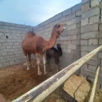 خرید وفروش انواع شتر