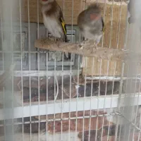 سهره چهارگل ماده و جوجه سهره نر|پرنده|مشهد, پورسینا|دیوار