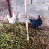 مرغ محلی  و خروس گلین