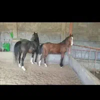 کره اسب عرب خالص ایرانی ۲ ساله|اسب و تجهیزات اسبسواری|شهرکرد, |دیوار