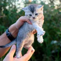 بچه گربه بریتیش ماده|گربه|رشت, منظریه|دیوار