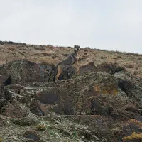 سگ پژدر ابی شیخ قادر