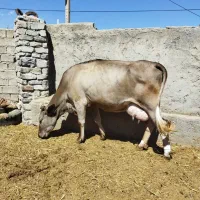 گاو شیری