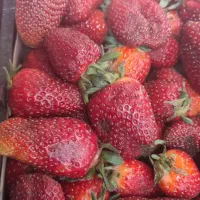 توت فرنگی تازه