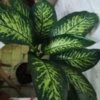 گل  دیفن باخیا|گل و گیاه طبیعی|یزد, |دیوار