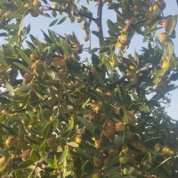 عناب|خوردنی و آشامیدنی|مشهد, طرق|دیوار