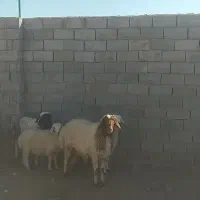 بره قوچی|حیوانات مزرعه|بیرجند, |دیوار