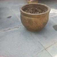 گلدان|گل و گیاه طبیعی|شیراز, شهدای شهرک سعدی|دیوار