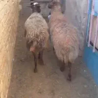 میش بره دار و میش سر سینه|حیوانات مزرعه|مشهد, شهرک ابوذر|دیوار