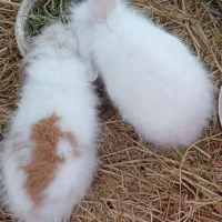 خرگوش پشمالو|موش و خرگوش|آستانه اشرفیه, |دیوار