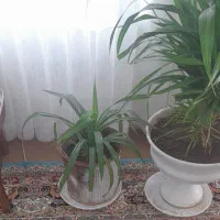 گل پاندانوس ابلق|گل و گیاه طبیعی|تربت جام, تیپ ۳۸ زرهی تربت جام|دیوار