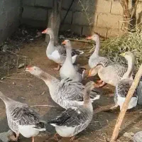 فروش غاز محلی