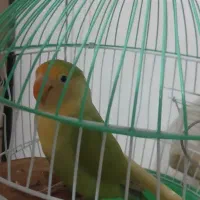 کوتوله نر