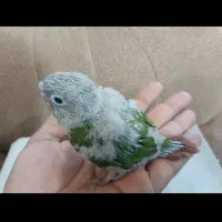 جوجه گرینچیک|پرنده|اهواز, کوی سعدی|دیوار