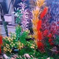 آکواریوم زیبا و با آرامش|ماهی|مشهد, چهارچشمه|دیوار