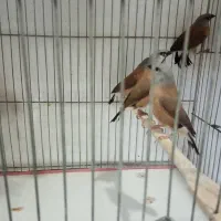 جوجه پارسون، هاف اورنج و بنگالی