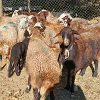 گوسفند داشتی|حیوانات مزرعه|فیروزآباد (لرستان), |دیوار