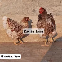 تخم،جوجه آیام سمانی،براکل،برهما،ویاندوت