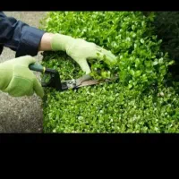 هرس کاری درختان پاییزی