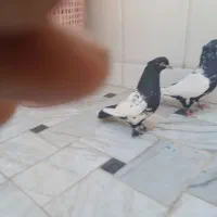 کبوتر سینه دم سیاه نر و ماده