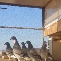 جوجه پلاکی|پرنده|اهواز, امانیه|دیوار