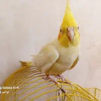 یک جفت عروس هلندی|پرنده|لالجین, |دیوار