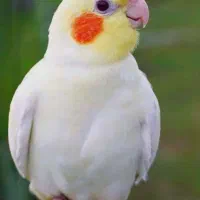 عروس هلندی