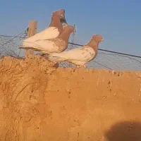 کفتر کله زرد  نر